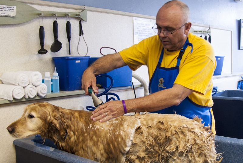 toiletteur-ANTIBES-min_dog-bath-682169_1280